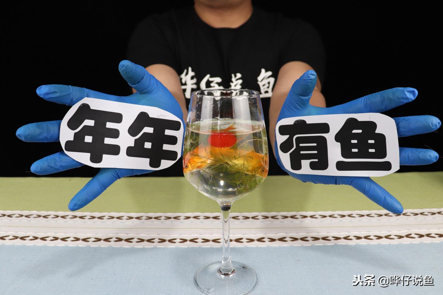 泰金罗汉鱼一般多少钱（都说观赏鱼难养）