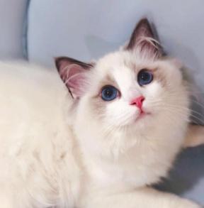 范冰冰的猫多少钱（范冰冰家的布偶猫那么贵）