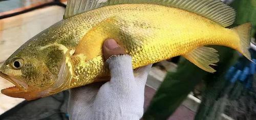 大黃魚價格多少錢一斤（野生黃魚價格被刷新）
