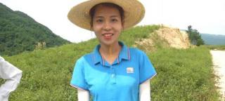 蒼術種子多少錢一斤（半分地不到竟能賣上千元）