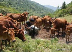 100斤黄牛多少钱一只（农村小伙承包100亩山地养牛）