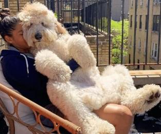 柯基犬大概多少钱（最不适合穷人养的狗）