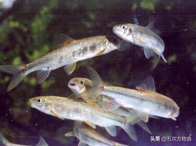 泰山赤鳞鱼多少钱一斤（泰山赤鳞鱼和崂山仙胎鱼）
