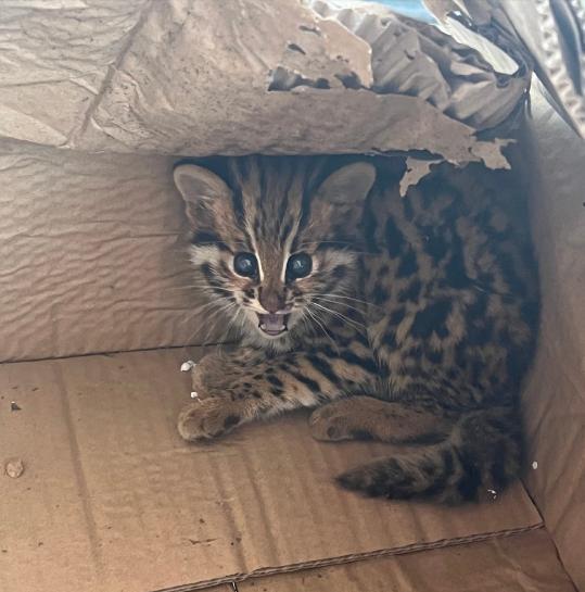 野生豹猫多少钱一只（云南两人捡到1只豹猫幼崽）