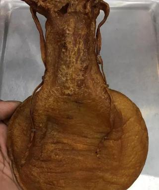蜘蛛胶多少钱一斤（最新最细的鱼胶大全）