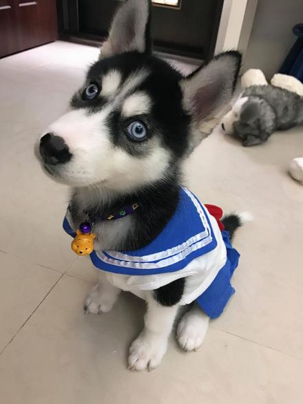 哈士奇图片幼犬多少钱（哈士奇多少钱一只）