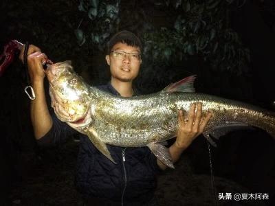 米级翘嘴鱼多少钱一斤（路亚米级翘嘴可遇不可求）