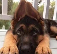 德牧幼犬多少钱（如何挑选品相好的德牧幼犬）
