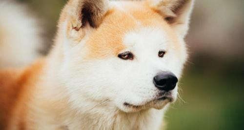 法老王猎犬多少钱一只（13种世界上最贵的狗狗品种）