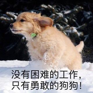 阿拉斯犬多少钱一只（最烧钱）