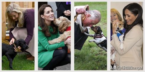 公爵犬多少钱一只（从维多利亚到伊丽莎白）