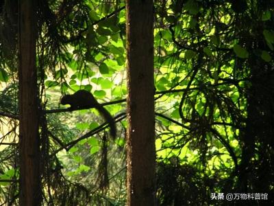 松鼠多少钱一只（我国四川松鼠泛滥成灾）