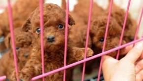 泰迪一般多少钱（泰迪犬价格继续下跌）