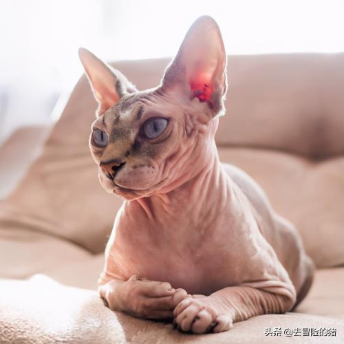 斯芬克斯多少钱(猫咪品种篇)