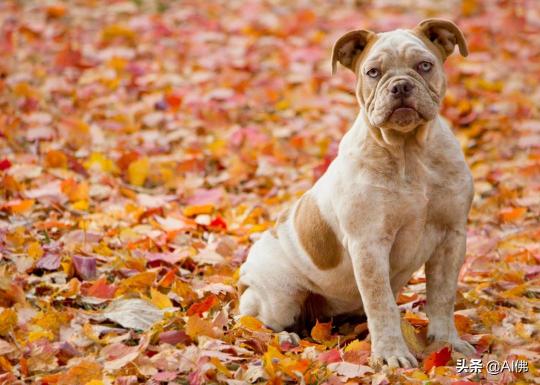 英国猎狐犬多少钱（53个美国犬种背后的故事）
