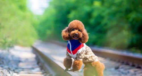 中国斗牛犬多少钱一只（常见的中）