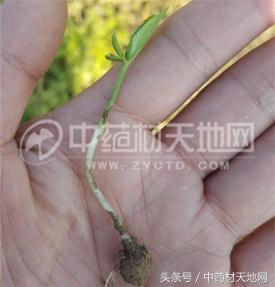 2016半夏多少錢一斤（一線直擊）