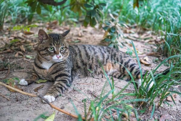 白猫多少钱一只（6种常见宠物猫的价格）