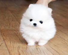 一只博美犬多少钱（博美多少钱一只）