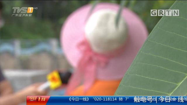 東莞一條龍多少錢（地下代孕黑鏈調查）