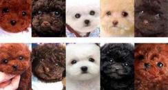 白色贵宾犬多少钱一只（贵宾犬颜色这么多）
