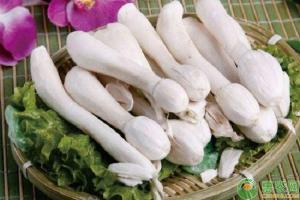 蓝靛果多少钱一斤（这种菌类形似鸡腿）