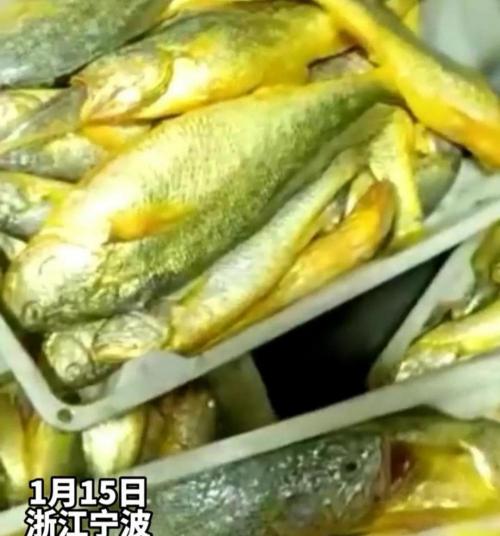 大黄鱼价格多少钱一斤（一夜捕捞4000斤黄鱼）