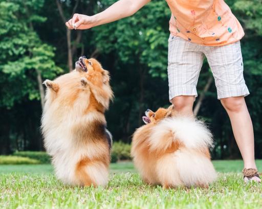 一只博美犬多少錢（如果你有一只博美犬）
