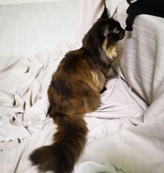 玳瑁猫多少钱（世界弃养率最高的玳瑁猫）