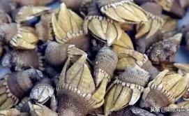 南澳赤菜一斤多少钱（海鲜大盘点）