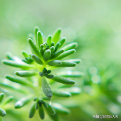 阿帕替尼多少钱（阿帕替尼再传国际佳音）