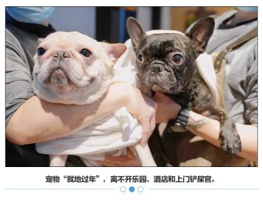 寄狗狗的快递多少钱（拼了一年的）