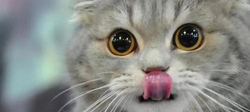 猫咪洗一次澡多少钱（花钱如流水）