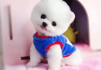 博美小狗多少钱一只（博美狗价格多少钱一只）