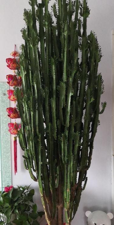 绿荷花硬盒多少钱一包（家家都得有的）