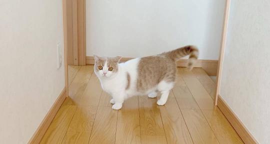 母猫做绝育多少钱（客观分析）