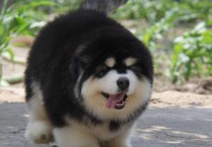阿拉斯犬多少钱一只（被怂恿买了一只）