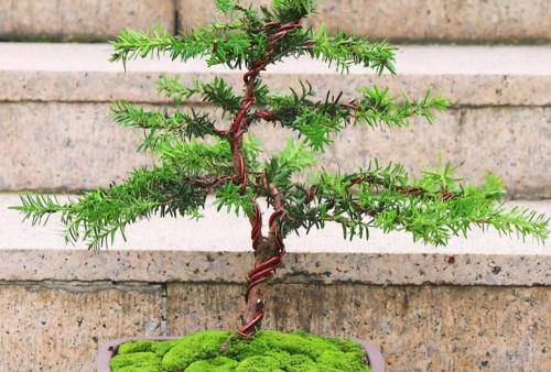 100年的红豆杉值多少钱（熊猫）