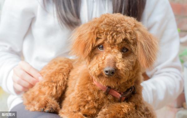 泰迪疫苗多少钱一针(如果你养了泰迪犬)