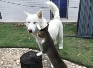 杜宾犬一般多少钱（盘点狗界最难养的几种狗）