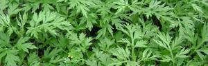 艾草种子多少钱一斤（艾草种植技术）