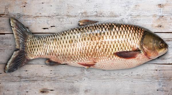 魚肉多少錢一斤（魚價）