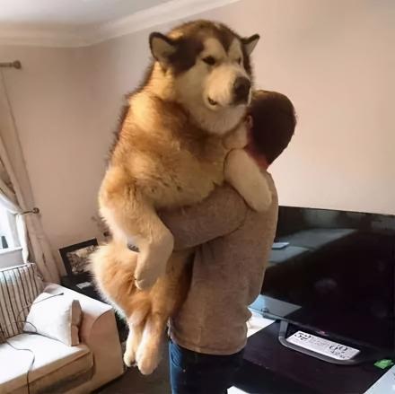 阿拉斯犬多少钱一只（阿拉斯加犬的5大好处）