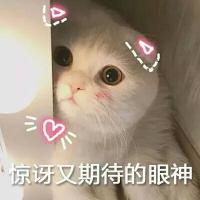 猫粮多少钱（养猫必看）