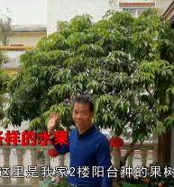 神秘果价格多少钱一斤（广州男子晒阳台种植的10余种水果）