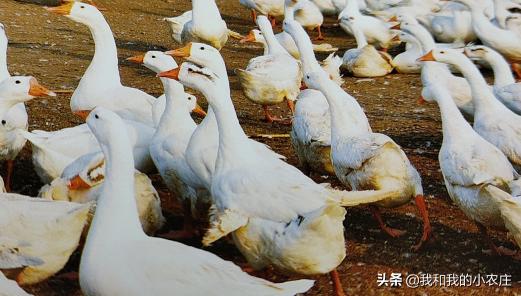 新疆飞鹅多少钱（了解鹅）