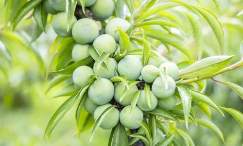 蜂糖李樹苗多少錢一株（蜂糖李就是）