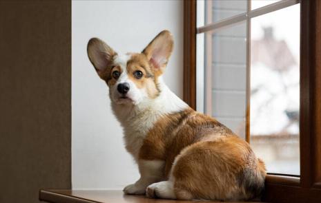 柯基犬大概多少錢（飼養柯基）
