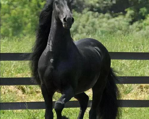 弗里斯蘭馬多少錢一匹（世界上比較珍貴的馬品種）