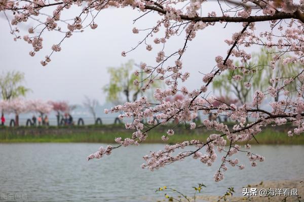 金龙补肾合剂多少钱（2022年3月25日主题前瞻及操作策略）